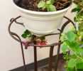 Tulip Plant Stand