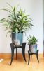 Ibex II Plant Stand