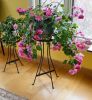 24"H Tara Plant Stand