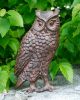 Great Horned Owl